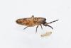 Lepidocyrtus sp.